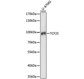 Western Blot - Anti-TCF-25 Antibody (A91457) - Antibodies.com