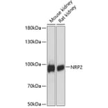 Western Blot - Anti-NRP2 Antibody (A91460) - Antibodies.com
