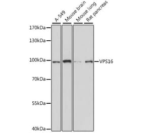 Western Blot - Anti-VPS16 Antibody (A91461) - Antibodies.com