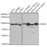 Western Blot - Anti-RRM1 Antibody (A91462) - Antibodies.com