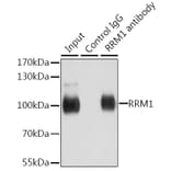 Western Blot - Anti-RRM1 Antibody (A91462) - Antibodies.com