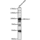 Western Blot - Anti-MICALL1 Antibody (A91463) - Antibodies.com