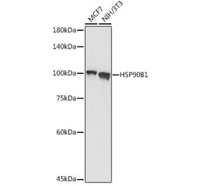 Western Blot - Anti-GRP94 Antibody (A91465) - Antibodies.com