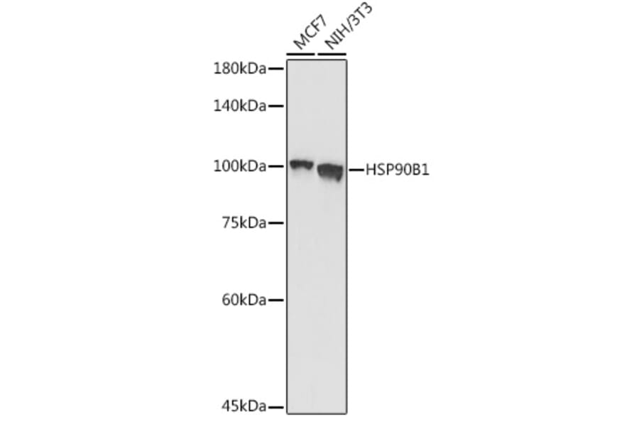 Western Blot - Anti-GRP94 Antibody (A91465) - Antibodies.com