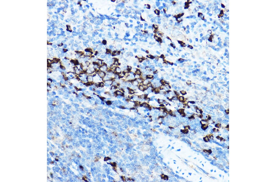 Immunohistochemistry - Anti-GRP94 Antibody (A91465) - Antibodies.com