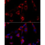 Immunofluorescence - Anti-GRP94 Antibody (A91465) - Antibodies.com