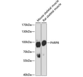 Western Blot - Anti-PARP8 Antibody (A91466) - Antibodies.com
