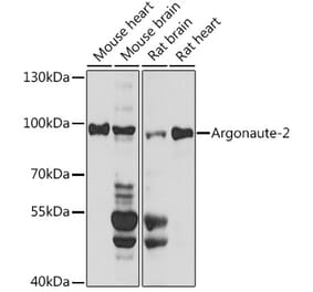 Western Blot - Anti-Argonaute-2 Antibody (A91467) - Antibodies.com