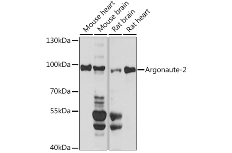 Western Blot - Anti-Argonaute-2 Antibody (A91467) - Antibodies.com