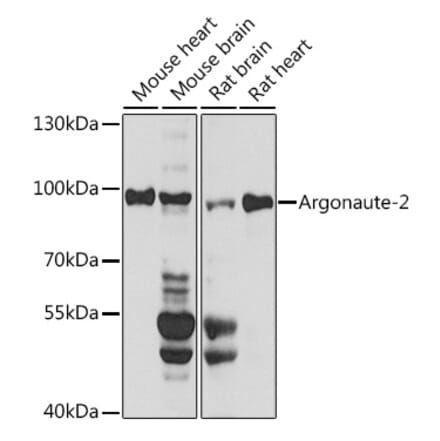Western Blot - Anti-Argonaute-2 Antibody (A91467) - Antibodies.com