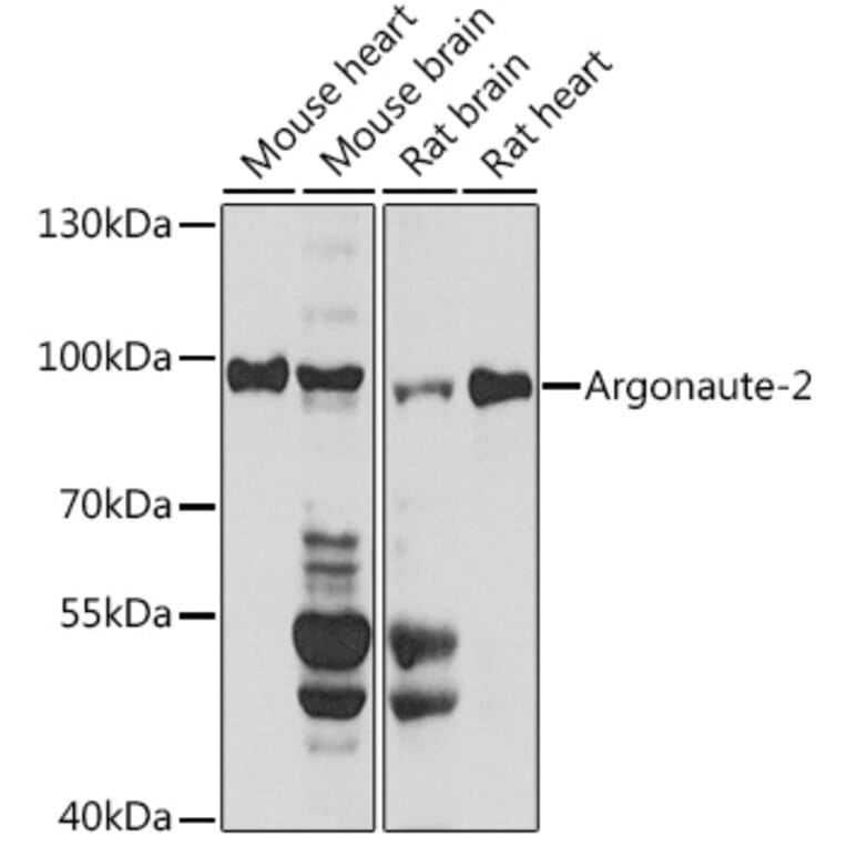 Western Blot - Anti-Argonaute-2 Antibody (A91467) - Antibodies.com