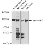 Western Blot - Anti-Argonaute-2 Antibody (A91467) - Antibodies.com