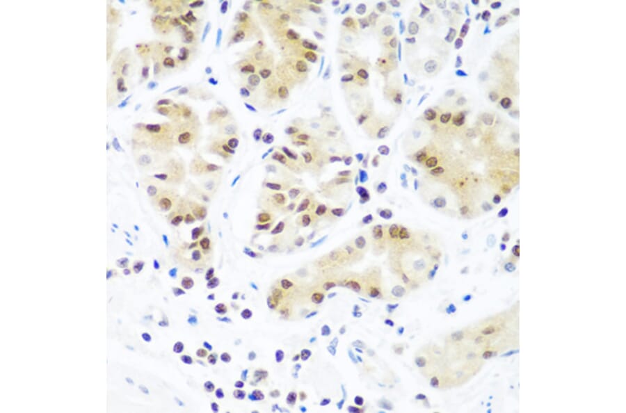 Immunohistochemistry - Anti-Argonaute-2 Antibody (A91467) - Antibodies.com