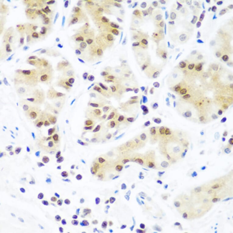 Immunohistochemistry - Anti-Argonaute-2 Antibody (A91467) - Antibodies.com