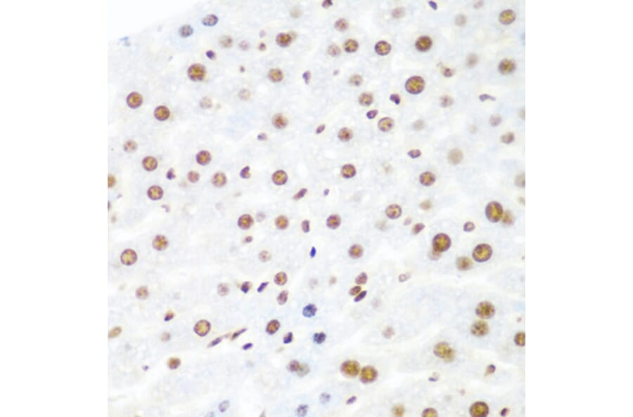 Immunohistochemistry - Anti-Argonaute-2 Antibody (A91467) - Antibodies.com