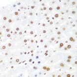 Immunohistochemistry - Anti-Argonaute-2 Antibody (A91467) - Antibodies.com