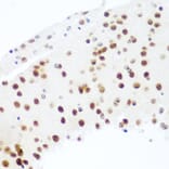 Immunohistochemistry - Anti-Argonaute-2 Antibody (A91467) - Antibodies.com