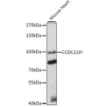 Western Blot - Anti-CCDC110 Antibody (A91468) - Antibodies.com