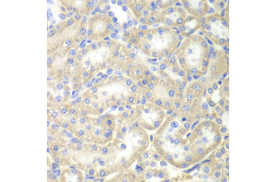 Immunohistochemistry - Anti-EPB41 Antibody (A12434) - Antibodies.com