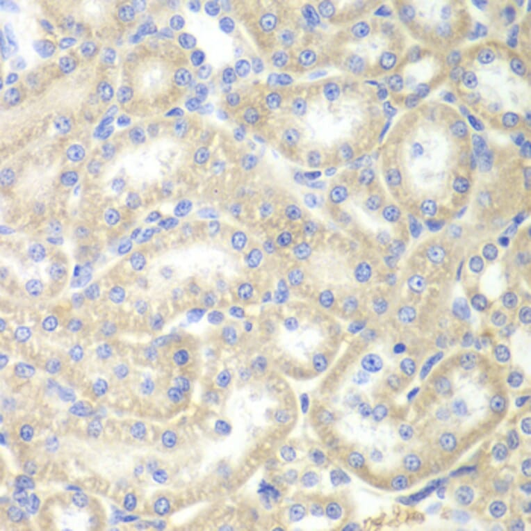 Immunohistochemistry - Anti-EPB41 Antibody (A12434) - Antibodies.com