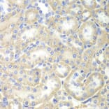 Immunohistochemistry - Anti-EPB41 Antibody (A12434) - Antibodies.com