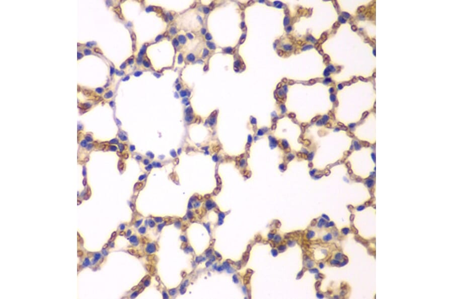 Immunohistochemistry - Anti-EPB41 Antibody (A12434) - Antibodies.com