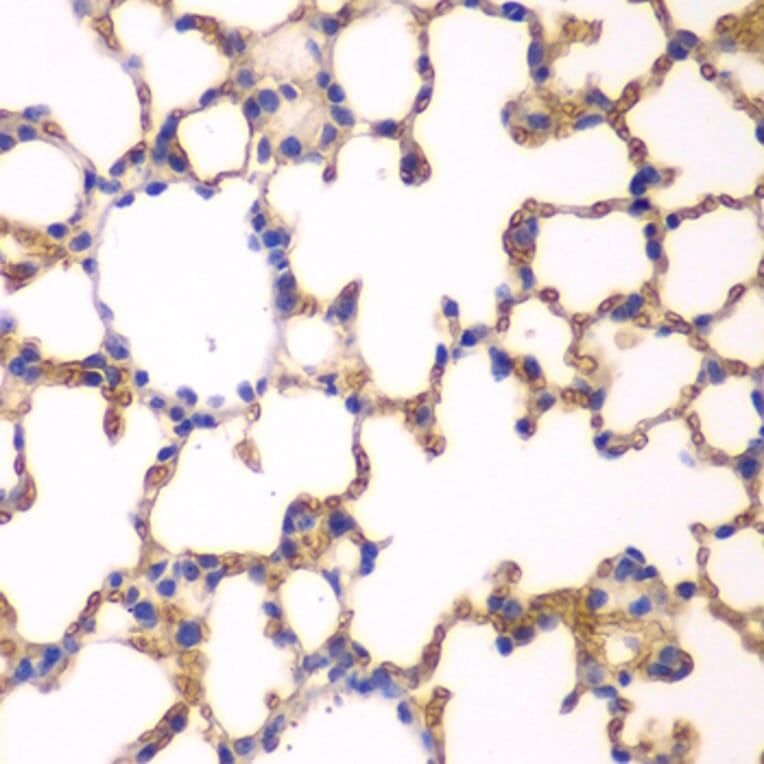 Immunohistochemistry - Anti-EPB41 Antibody (A12434) - Antibodies.com