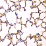 Immunohistochemistry - Anti-EPB41 Antibody (A12434) - Antibodies.com