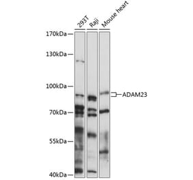 Western Blot - Anti-ADAM23 Antibody (A91471) - Antibodies.com