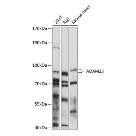 Western Blot - Anti-ADAM23 Antibody (A91471) - Antibodies.com