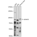 Western Blot - Anti-ADAM23 Antibody (A91471) - Antibodies.com