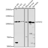 Western Blot - Anti-STAT2 Antibody (A91472) - Antibodies.com