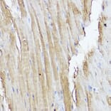 Immunohistochemistry - Anti-STAT2 Antibody (A91472) - Antibodies.com