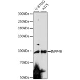 Western Blot - Anti-INPP4B Antibody (A91475) - Antibodies.com