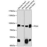 Western Blot - Anti-DNA Polymerase Kappa / POLK Antibody (A91476) - Antibodies.com