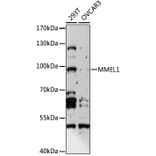 Western Blot - Anti-MMEL1 Antibody (A15188) - Antibodies.com