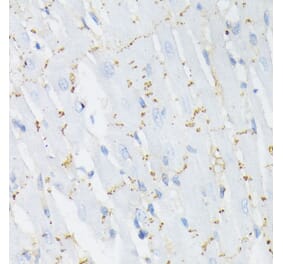 Immunohistochemistry - Anti-Connexin 43 / GJA1 (phospho Ser368) Antibody (A91483) - Antibodies.com