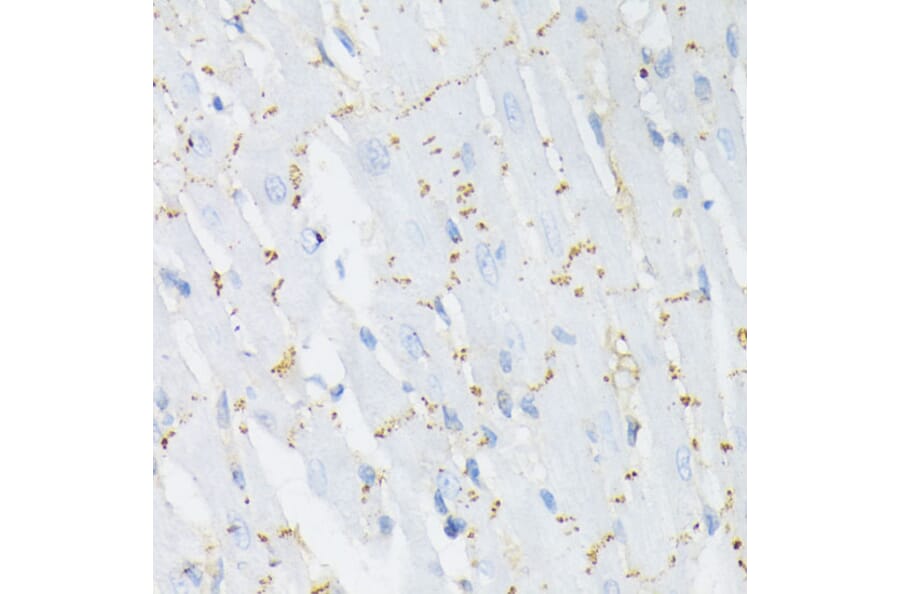 Immunohistochemistry - Anti-Connexin 43/GJA1 (phospho Ser368) Antibody (A91483) - Antibodies.com