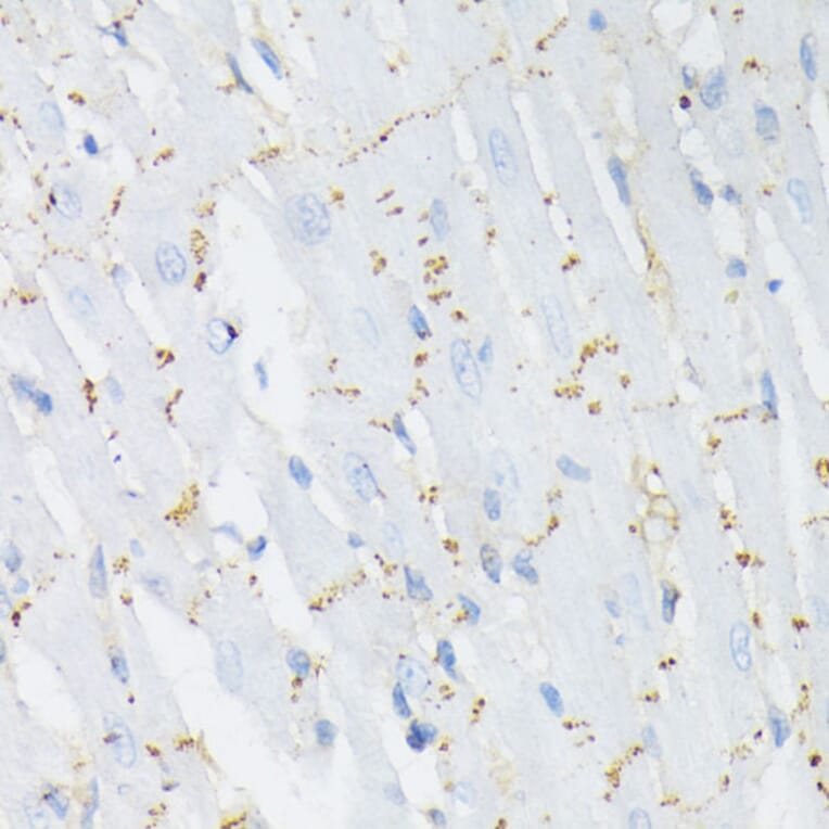 Immunohistochemistry - Anti-Connexin 43/GJA1 (phospho Ser368) Antibody (A91483) - Antibodies.com