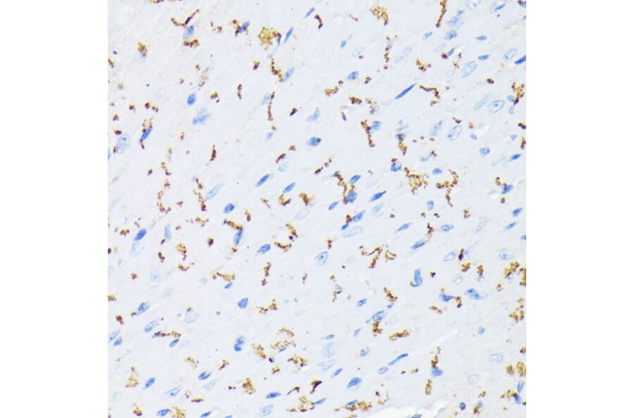 Immunohistochemistry - Anti-Connexin 43/GJA1 (phospho Ser368) Antibody (A91483) - Antibodies.com