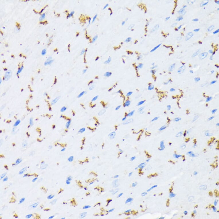 Immunohistochemistry - Anti-Connexin 43/GJA1 (phospho Ser368) Antibody (A91483) - Antibodies.com