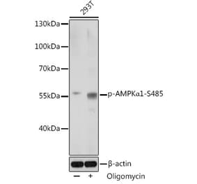 Western Blot - Anti-AMPK alpha 1 (phospho Ser485) Antibody (A91485) - Antibodies.com