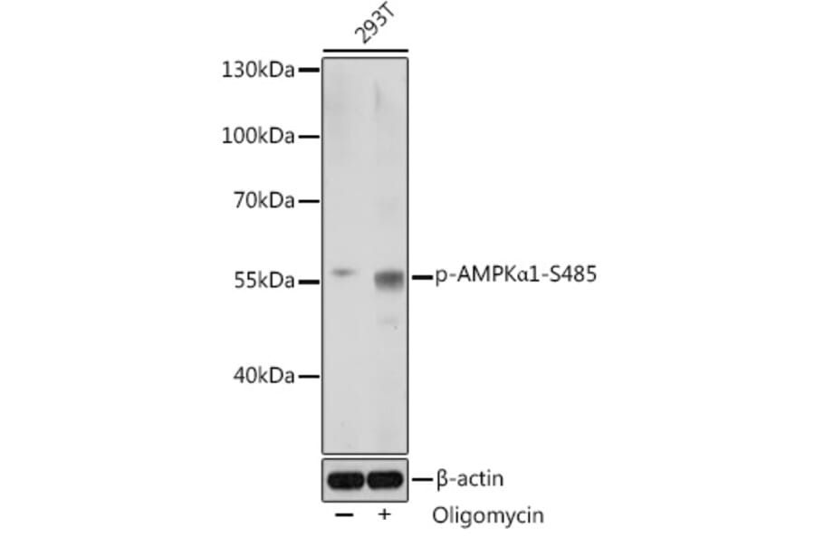 Western Blot - Anti-AMPK alpha 1 (phospho Ser485) Antibody (A91485) - Antibodies.com
