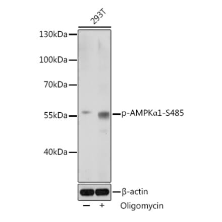 Western Blot - Anti-AMPK alpha 1 (phospho Ser485) Antibody (A91485) - Antibodies.com