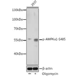 Western Blot - Anti-AMPK alpha 1 (phospho Ser485) Antibody (A91485) - Antibodies.com