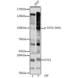 Western Blot - Anti-Glycogen synthase 1/GYS1 (phospho Ser641) Antibody (A91490) - Antibodies.com