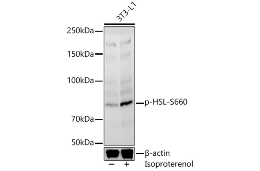Western Blot - Anti-Hormone sensitive lipase/HSL (phospho Ser660) Antibody (A91491) - Antibodies.com
