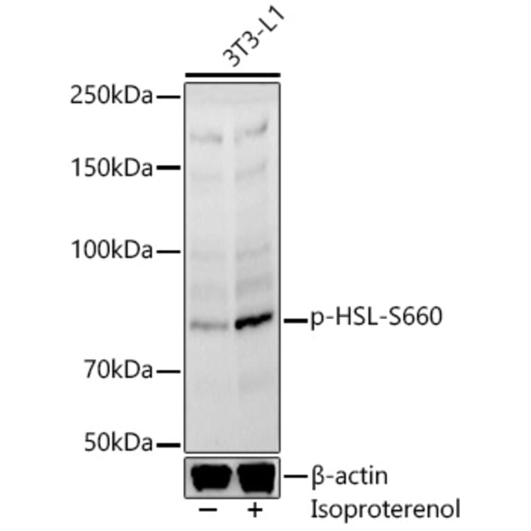 Western Blot - Anti-Hormone sensitive lipase/HSL (phospho Ser660) Antibody (A91491) - Antibodies.com