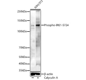 Western Blot - Anti-IRE1 (phospho Ser724) Antibody (A91492) - Antibodies.com