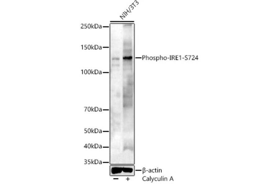 Western Blot - Anti-IRE1 (phospho Ser724) Antibody (A91492) - Antibodies.com